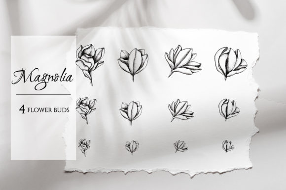 The Artful Utility of Hand-Drawn Magnolia Flowers